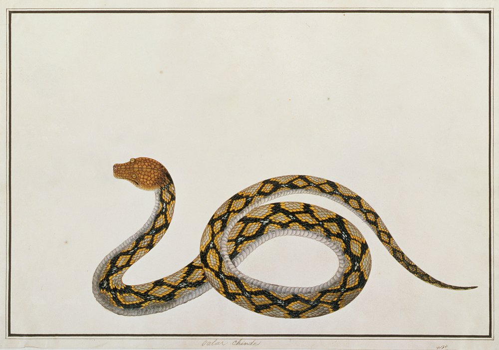 oolur-chinde-from-drawings-of-animals-insects-and-reptiles-from-malacca